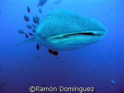Whale shark at Revillagigedo islands by Ramón Domínguez 